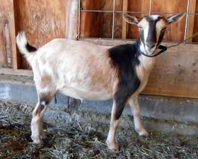 Does - Juniper Hill ~ Nigerian Dwarf Goats